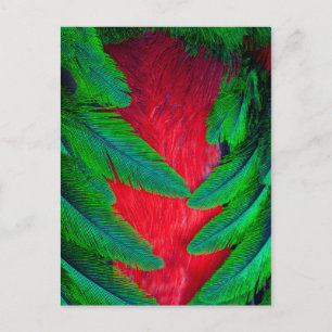 Postal diseño de pluma de Quetzal resplandeciente