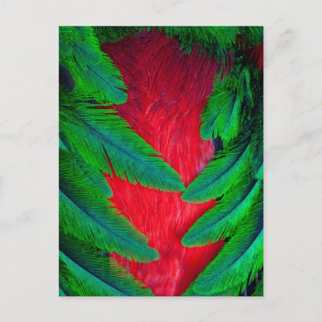 Postal diseño de pluma de Quetzal resplandeciente (Anverso)