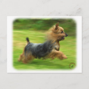 Postal Diseño de Silky Terrier Australiano