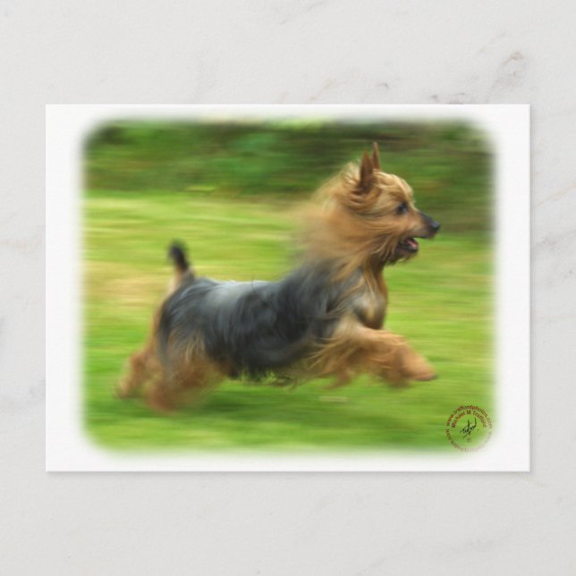 Postal Diseño de Silky Terrier Australiano (Anverso)