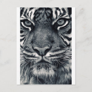Postal diseño de tigre
