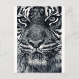 Postal diseño de tigre