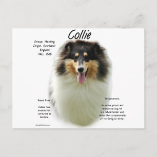 Postal Diseño del historial de Collie (tri rough)