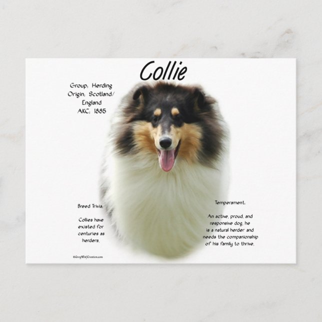Postal Diseño del historial de Collie (tri rough) (Anverso)
