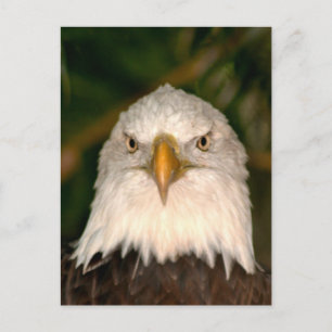Postal Diseño fotográfico de Bald Eagle Head On