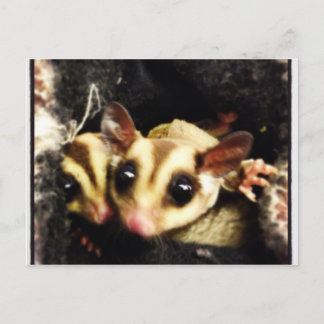 Postal diseño fotográfico de planeador de azúcar