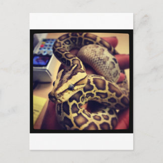Postal Diseño fotográfico Hypo baby burmese python.