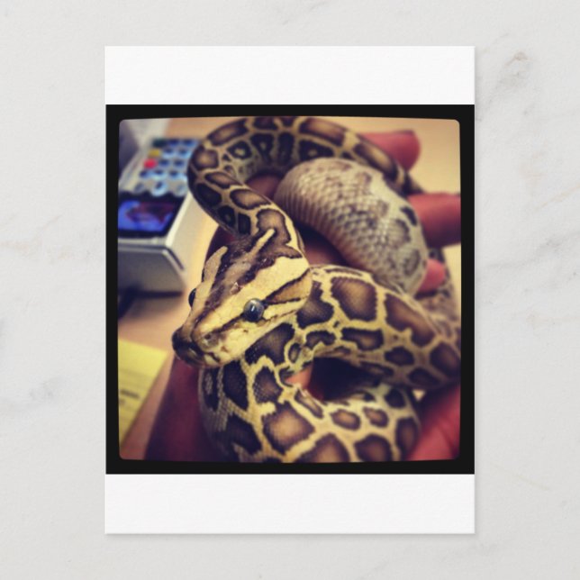 Postal Diseño fotográfico Hypo baby burmese python. (Anverso)