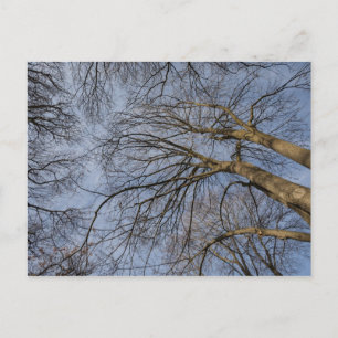 Postal Diseño/patrón de tronco de árbol. Parque Pioineer,