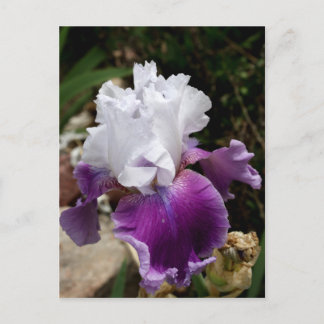 Postal Diseño púrpura y blanco hermoso del iris