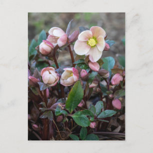 Postal Diseño vertical Rosa de Cuaresma