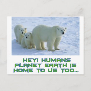 Postal diseños de osos polares