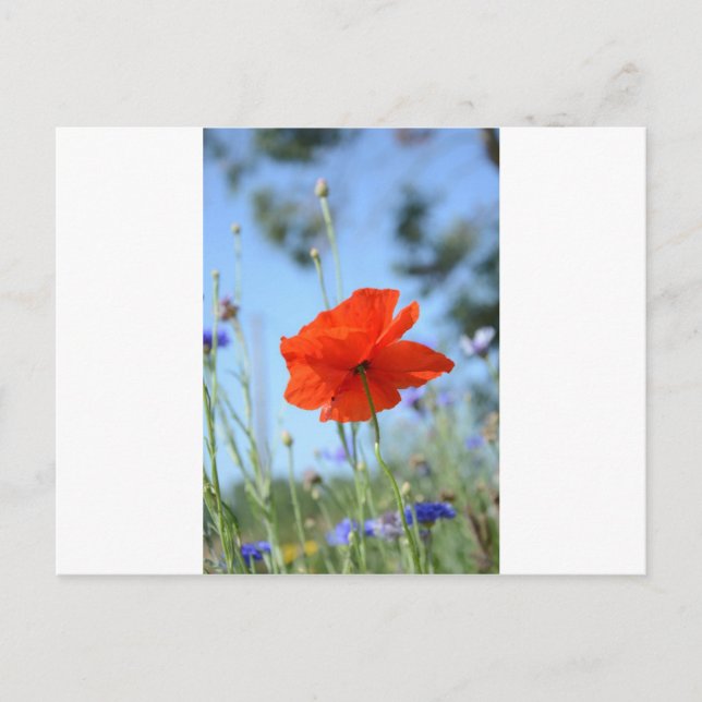 Postal Disparo (Anverso)