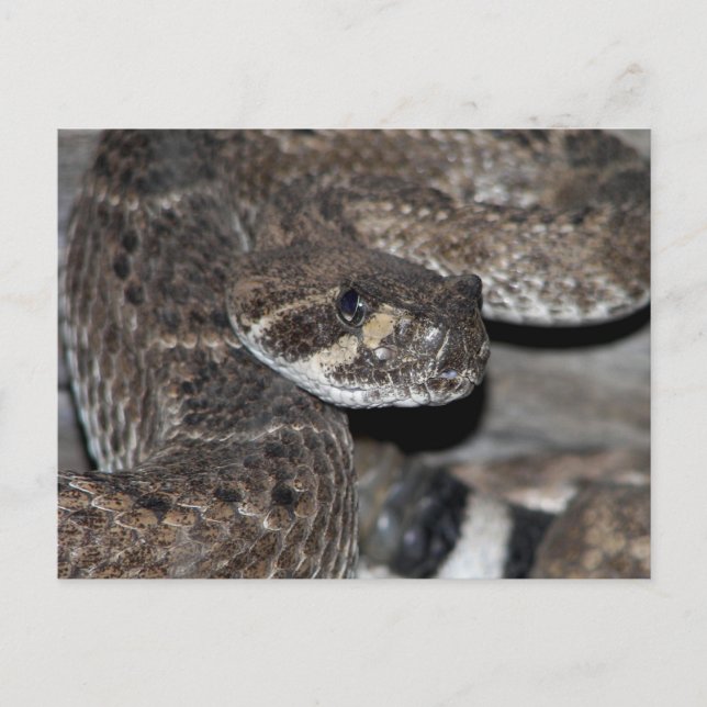 Postal Disparo de cierre de Rattlesnake. (Anverso)