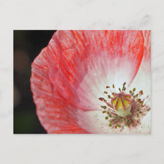 Postal Disparo de papel