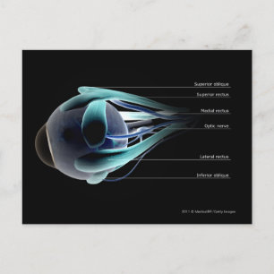 Postal Disposición de todos los músculos en el ojo humano