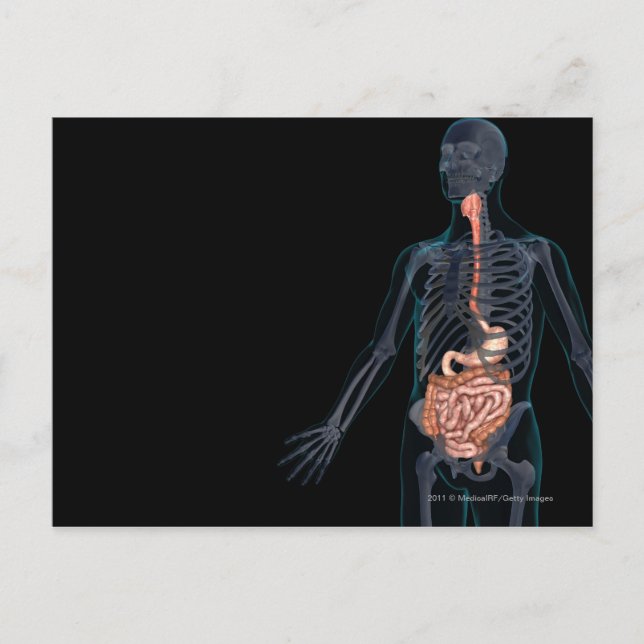 Postal Disposición del sistema digestivo humano (Anverso)