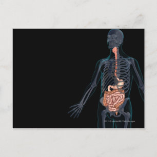 Postal Disposición del sistema digestivo humano