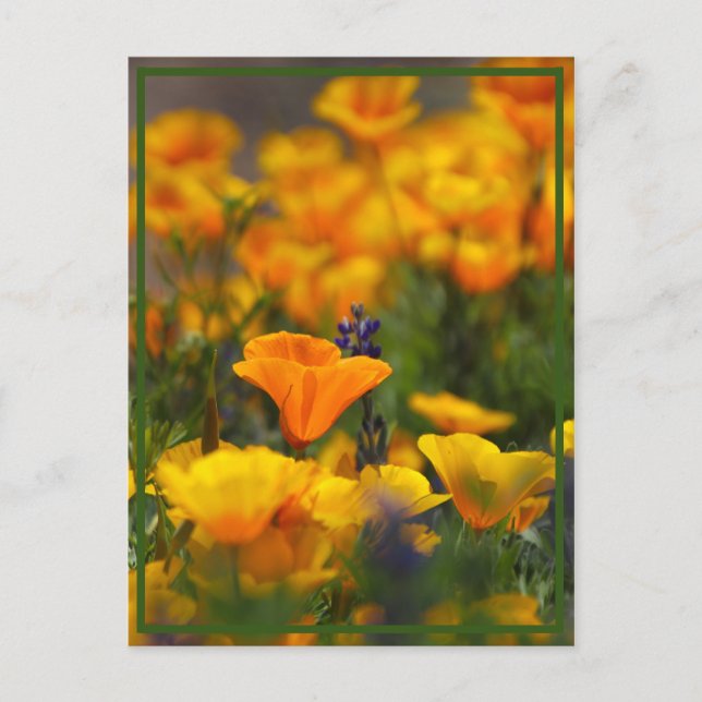 Postal Disquetera oculta (Anverso)