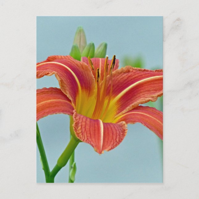 Postal Ditch Lily (Anverso)