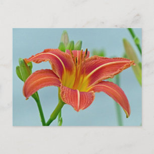 Postal Ditch Lily