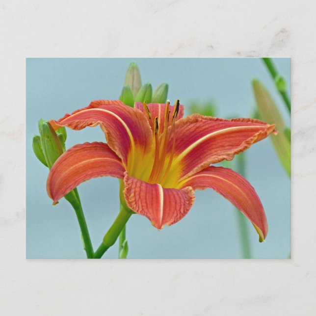 Postal Ditch Lily (Anverso)