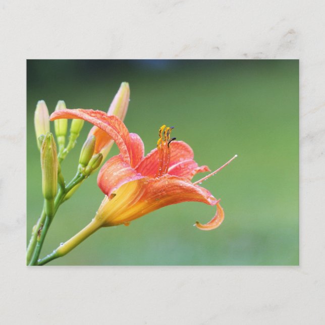 Postal Ditch Lily (Anverso)