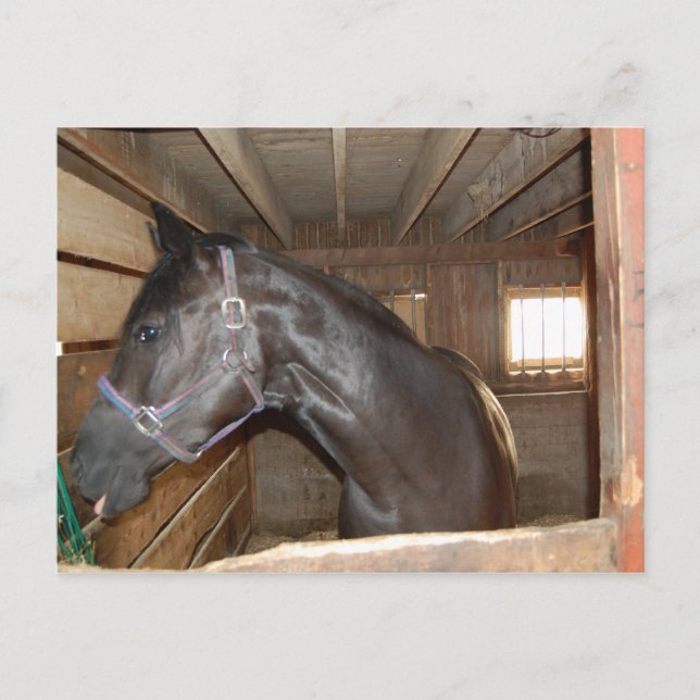 Postal Diversión de BarnHorse (Anverso)