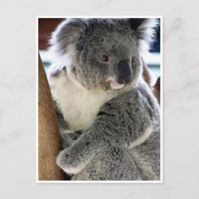 Postal diversión de koala (Anverso)