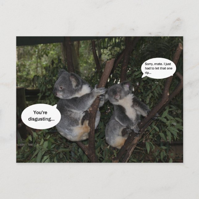 Postal Diversión de la koala (Anverso)