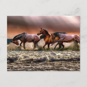 Postal Diversión De La Tarde En El Surf