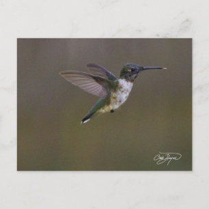 Postal Diversión de verano