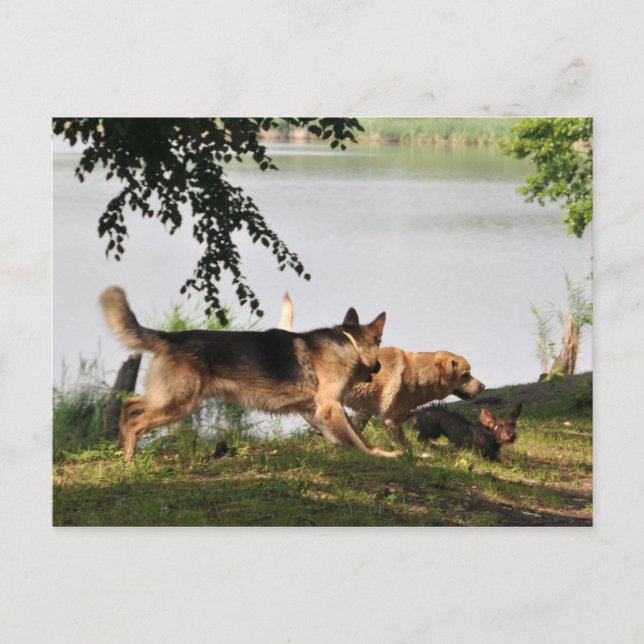 Postal Diversión, diversión, diversión. (Anverso)