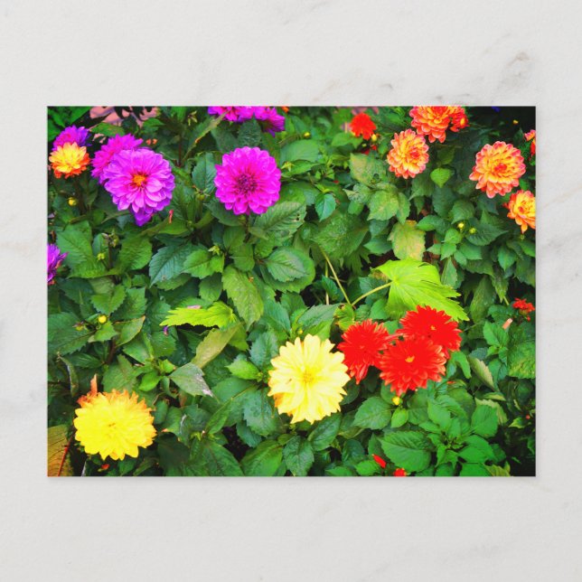 Postal Diversos Dahlias #1 Postcard (Anverso)