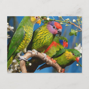 Postal Diversos pájaros