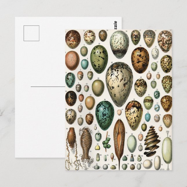 Postal Diversos tipos de Ilustracion científico del huevo (Anverso / Reverso)