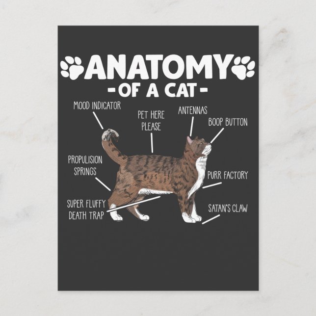 Postal Divertida anatomía de un dueño de un Mascota Gato  (Anverso)
