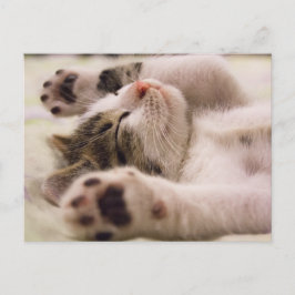 Postal divertida de gato gatito gatito