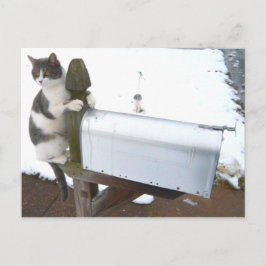 Postal divertida de gato gatito muy tierno