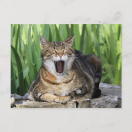 Postal divertida de un gato gatito canto y aburrid