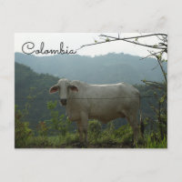 Postal divertida de vaca colombiana
