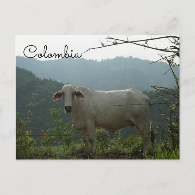 Postal divertida de vaca colombiana (Anverso)