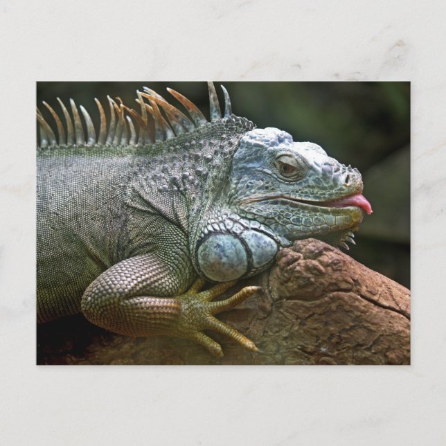 Postal Divertida iguana (Anverso)