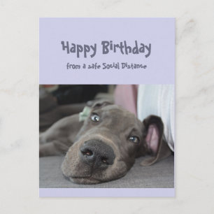 Postal Divertido cumpleaños del gran perro dane