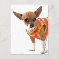 Divertido perro haciendo cara a Chihuahua