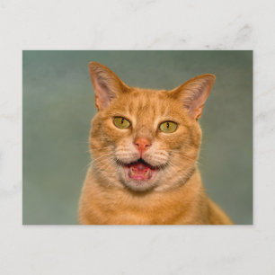 Postal Divertido retrato de gato atigrado naranja maullan