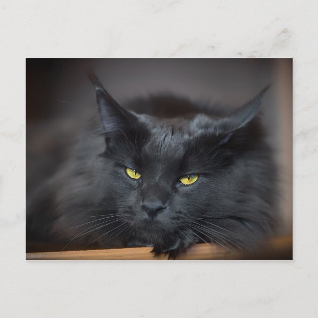 Postal Divertido tipo gato de Maine Coon Kitty (Anverso)