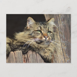 Postal Divertido tipo gato de Maine Coon Kitty
