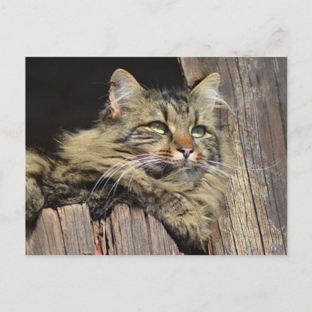 Postal Divertido tipo gato de Maine Coon Kitty (Anverso)