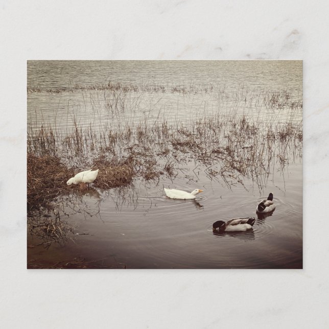 Postal DIVERTIR dos pares de patos (Anverso)